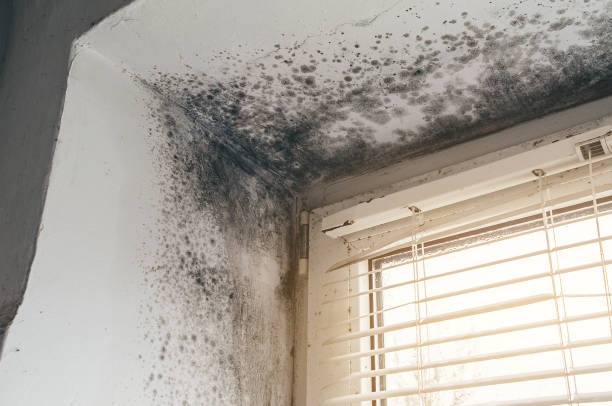 Affordable Basement Mold Remediation solutions in Oxford, NC